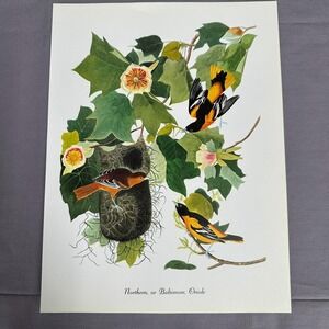 1950 Vintage Print Baltimore Oriole American Bird Art Illustration Audubon